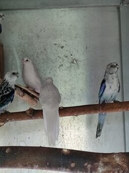 Rosela modrá na ino