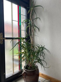 Vzrostlé pokojové rostliny
