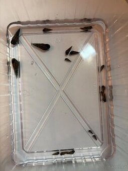 Piskořka věžovitá - DARUJI