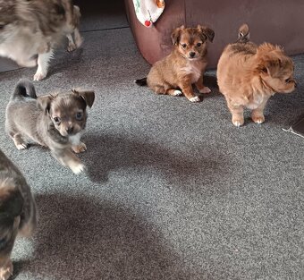 Čivava nádherně vybarvená štěňátka malých čivaviček