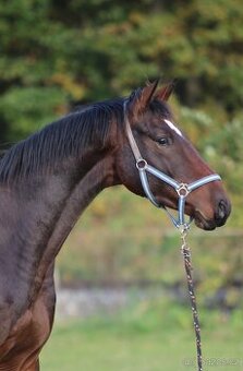 Valach 4 roky, valach 5 let