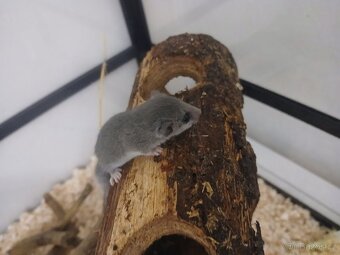 Plšík africký, mládě - samička