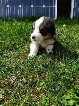 Welsh corgi pembroke s PP