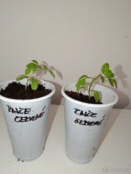 Sazenice - papriky a rajčata