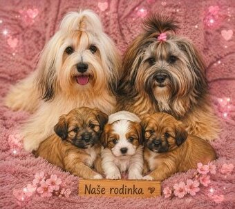 Havanský psík s PP     FCI