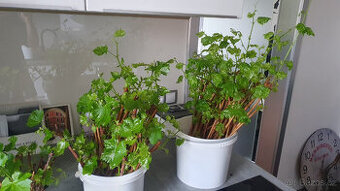 Vinná réva, sazenice, odrůda Lakemont