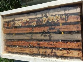 Prodám včely , včelí oddělky , úly plné včel