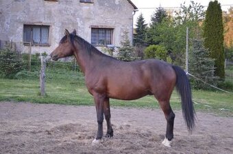 Shagya arab, valach