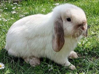 Volná mladá samička - Zakrslý Beránek MiniLop - Siamská ...