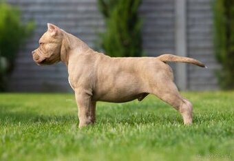 American bully s PP - 1