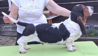 Basset Hound - 1