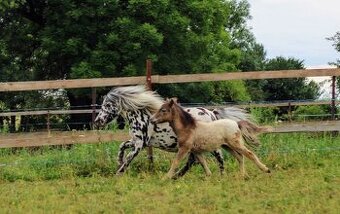 Prodám minihorse - miniappaloosa hřebeček
