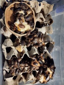 Blaptica dubia - šváb argentinský