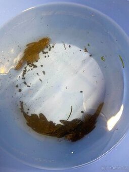 Ancistrus SP. velikosti od 4 do 14cm