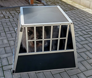 přepravní kbox na psa do auta