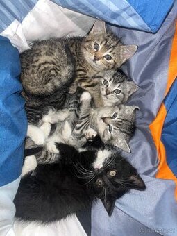 Darují koťátka do dobrých rukou