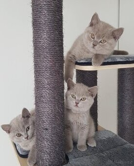 Krasna britská kratkosrstna koťata