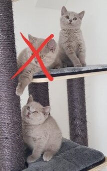 Krasna britská kratkosrstna koťata