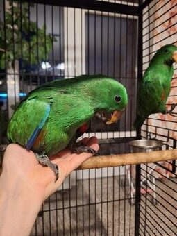 Eklektus roratus polychloros