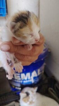 Mainska mývalí kočka