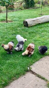 Kohouti Hedvábničky