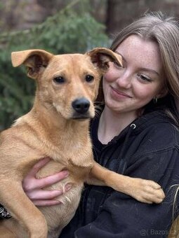 LEILA - štěně, fenečka 5 měsíců