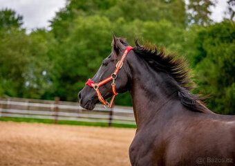 Španělská klisna - vhodná jako společnice, milá k dětem