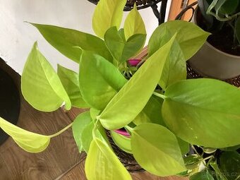 Potosy, Monstera minima