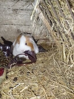 Morče  samička  zdarma  Slatina n Z