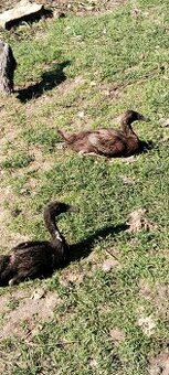 Indický běžec - kmen