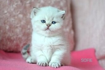 Krásná koťátka s PP k rezervaci