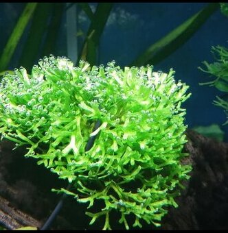 Prodám akvarijni rostliny Riccia