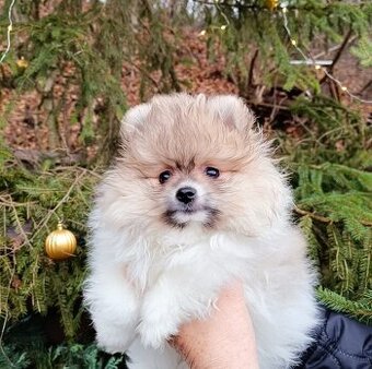 Pomeranian s PP