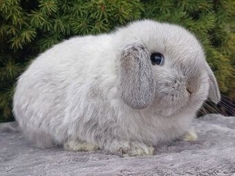 ★ Poslední Volný Sameček Zakrslý Beránek MiniLop Sallander ★