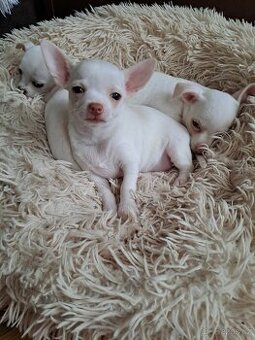 Krátkosrstá Čivava - 1