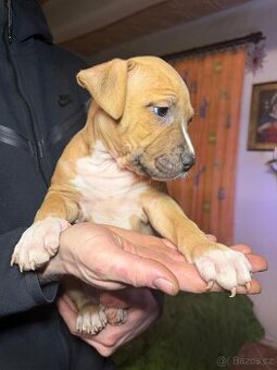 Americký stafordšírský terier