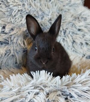 Zakrslý krátkouchý s VP