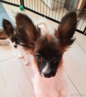 Papillon s PP-pejsek