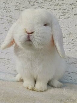 Anglický Zakrslý Beránek MiniLop / MiniatureLop