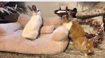 Zakrslý králík lvíček x masný