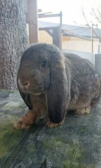 Samečci francouzský beran