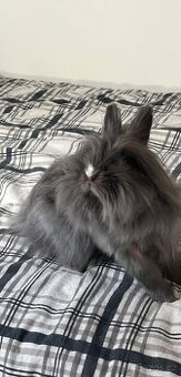 Samička králíka + klec