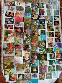100 ks pohlednic s tématem květin