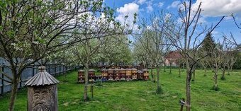 Včely