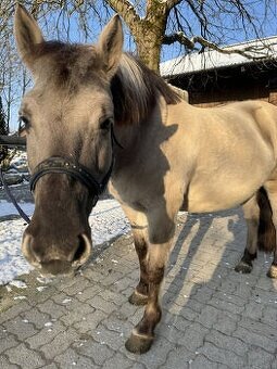 Koupím ponyho