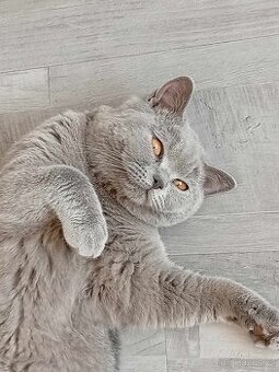 Bobo - 1