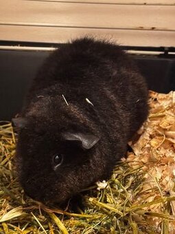 Morce/ morcatko Us teddy samicka s PP