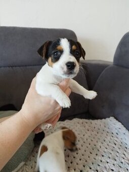 Jack Russell štěňátka