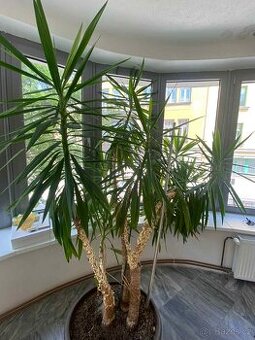Velká juka (Yucca) přes 2 m — Přerov
