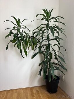 Velká pokojová rostlina – Dracena 170 cm, stáří 7-8 let